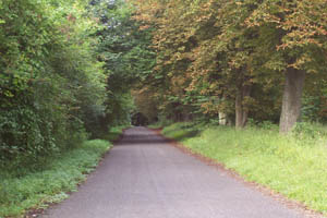 A country lane in Hampshire The Avenue